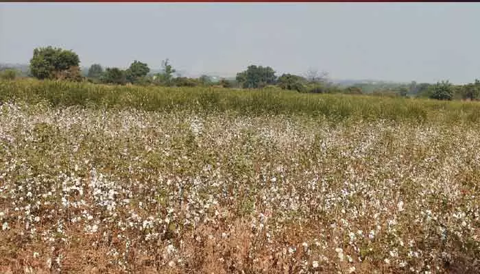 నేల రాలుతున్న తెల్ల బంగారం..