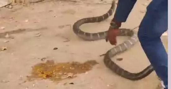 mountain snake : అనకాపల్లిలో భారీ గిరినాగు హల్చల్