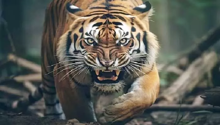 Tiger Attack: మరోసారి పెద్దపులి దాడి.. రైతుకు తీవ్రగాయాలు