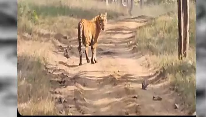 Tiger terror : కొమురం భీం ఆసిఫాబాద్ జిల్లాను వణికిస్తున్న పులి