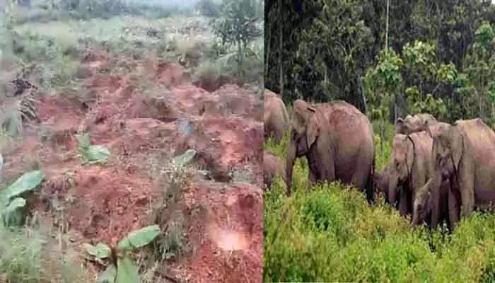 Elephants Attack: పంట పొలాలపై ఏనుగుల గుంపు విధ్వంసం