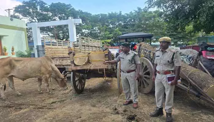 అక్రమంగా కలప తరలిస్తున్న ఎడ్ల బండ్లు స్వాధీనం