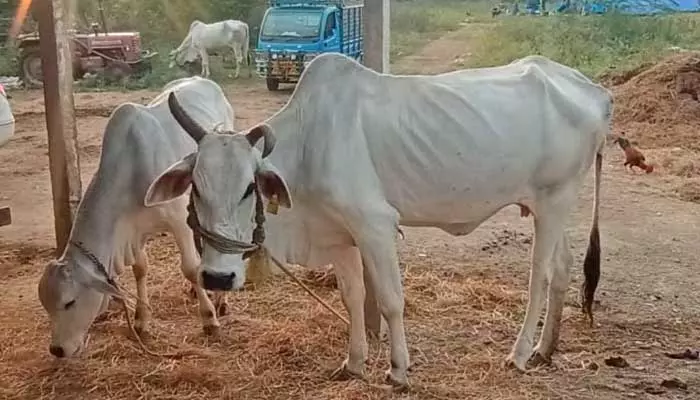 పశువుల దొంగలు అరెస్ట్​