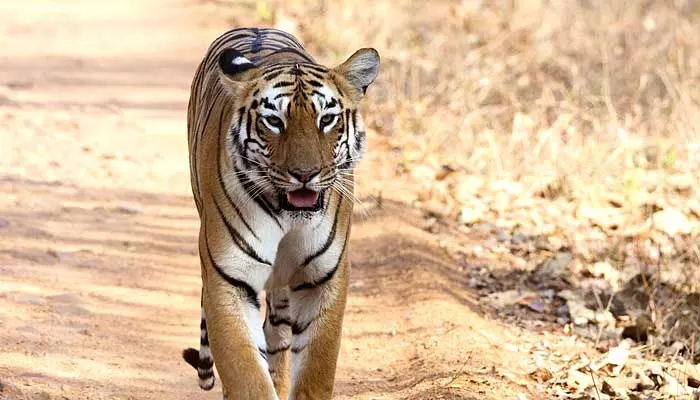 గుండాల మండలంలో పులి సంచారం