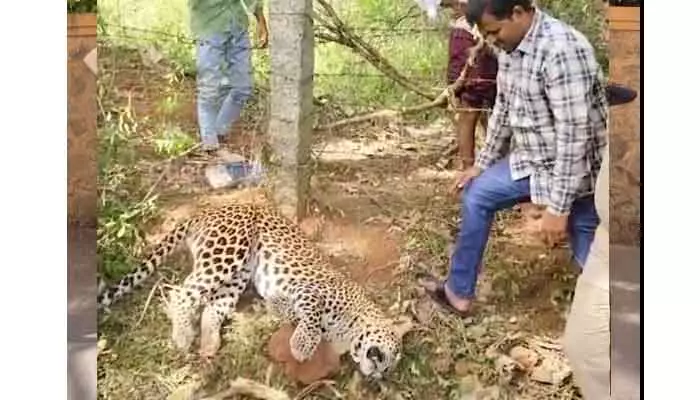 Leopard : గన్నవరం మండలం మెట్లపల్లిలో చిరుతపులి మృతి