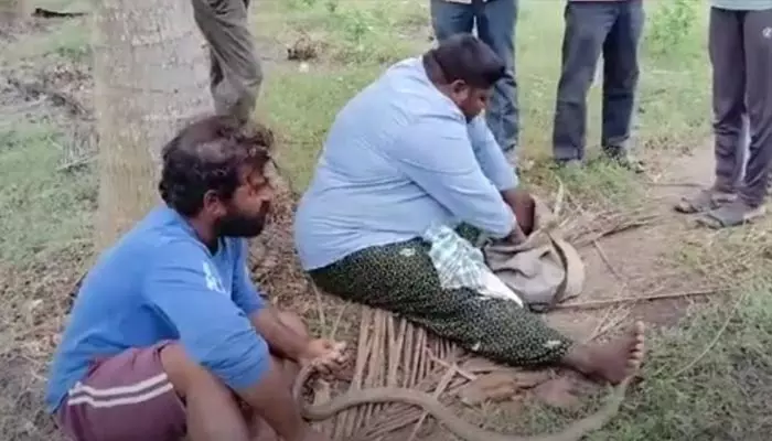 Viral: పాము తల నుంచి బయటపడ్డ  రాళ్లు..  ఎగబడి మరీ కొనుగోలు చేసిన రైతులు?