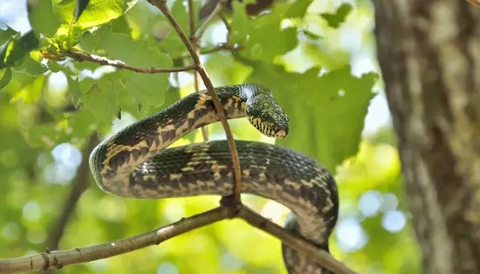 Snake : పాము విషాన్ని తీసేసే ఈ మొక్క గురించి తెలుసా?