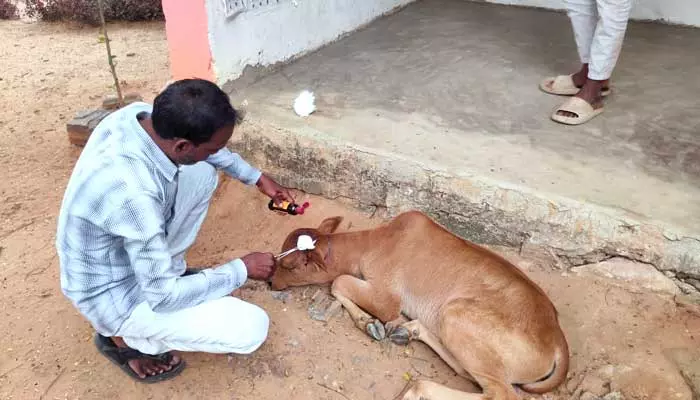 దూడను గాయపరిచింది పులి కాదు...వీధి కుక్కలు...