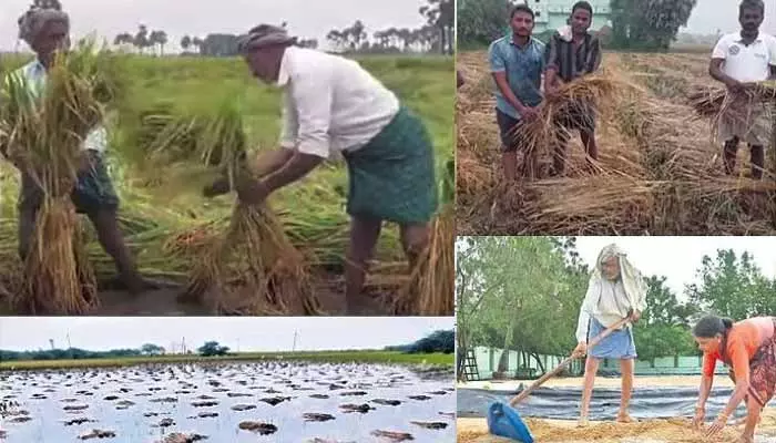 Heavy Rains:అల్పపీడనం ఎఫెక్ట్.. వర్షాలతో రైతన్నలకు భారీ నష్టం