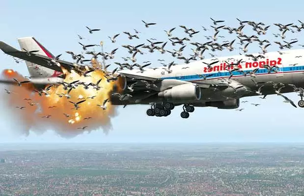 Bird attacks on planes : పక్షులు విమానాన్ని ఎందుకు ఢీకొడతాయి?