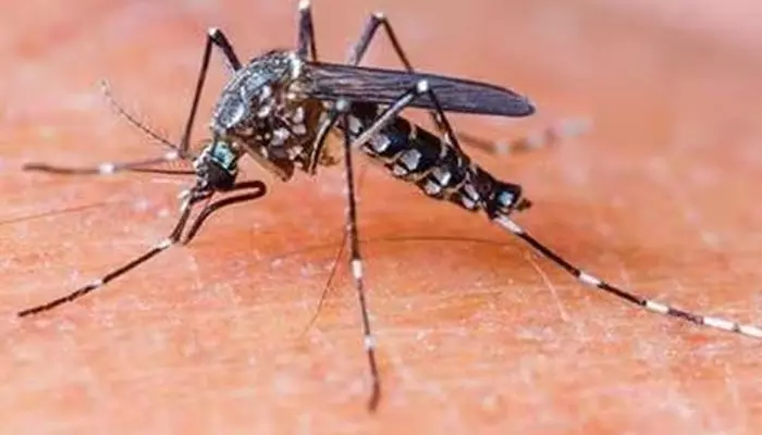 Malaria free: 2030 నాటికి మలేరియా రహిత భారత్.. ఆరోగ్య మంత్రిత్వ శాఖ