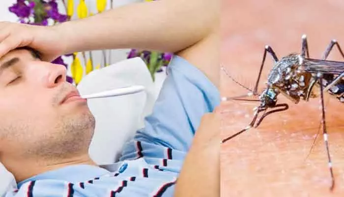 Malaria-Dengue: ఈ ఆకు మలేరియా, డెంగ్యూకు బెస్ట్ మెడిసిన్.. వీటితో పాటుగా..!