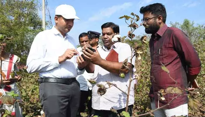 డిసెంబర్ తర్వాత పత్తి పంటను పొడిగించవద్దు.. : జిల్లా కలెక్టర్ రాజర్షి షా