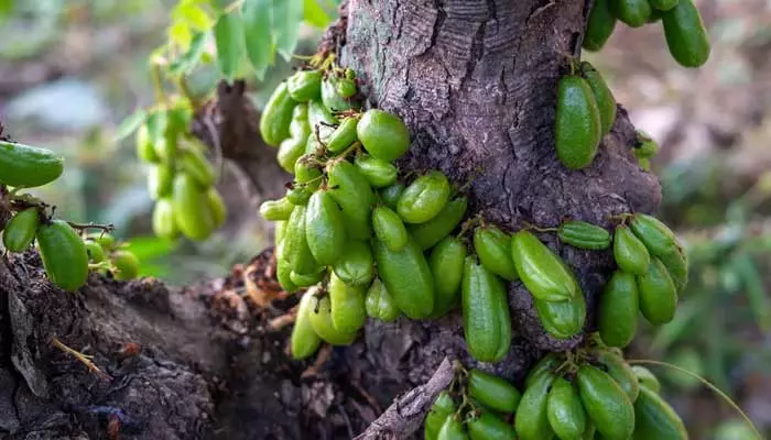 Health: నిత్య యవ్వనంగా కనిపించాలంటే.. శీతాకాలంలో దొరికే ఈ పండును తీసుకోండి!