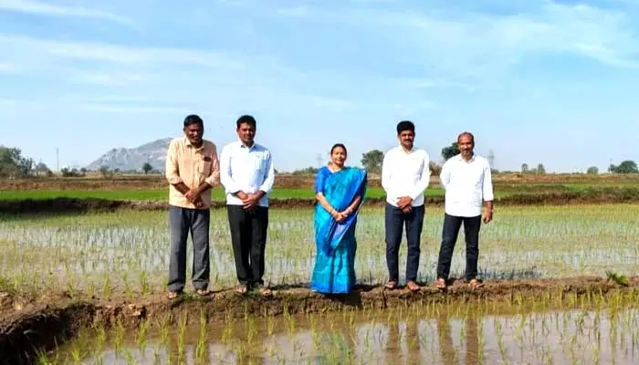 పొటాష్​ వాడకం తగ్గిస్తే నష్టమే