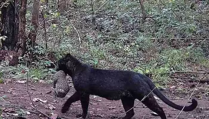 Black leopard:ఆ అడవుల్లో అరుదైన నల్ల చిరుత.. కూనతో కలిసి హల్‌చల్ (వీడియో వైరల్)