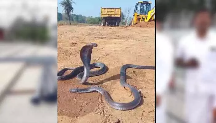 Cobra Viral Video : కాలనాగు కంట తడి పెట్టించింది..వైరల్ గా వీడియో!