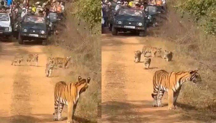 Tigers : పులులను చుట్టుముట్టిన సఫారీ వాహనాలు.. హైకోర్టు సీరియస్