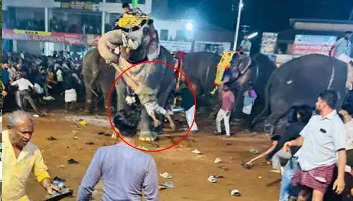 Elephant Attack: వేడుకల్లో ఏనుగు బీభత్సం.. 17 మందికి గాయాలు, ఇద్దరి పరిస్థితి విషమం