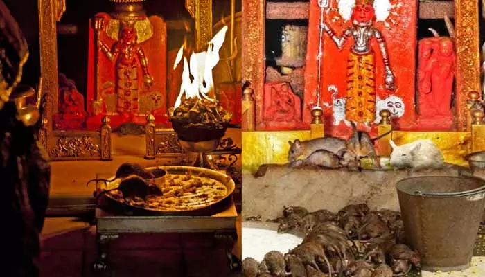 Rat Temple : ఎలుకలకు పూజ చేస్తున్న భక్తులు .. పొరపాటున హాని చేస్తే బంగారు విగ్రహాన్ని కానుకగా ఇవ్వాలి..!