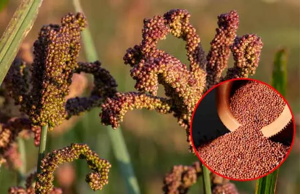 Finger Millet : తైద రొట్టె తింటే.. బీపీ, షుగర్, గుండె జబ్బులు మాయం!