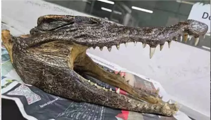 Crocodile Head : ప్రయాణికుడి బ్యాగులో మొసలి తల !